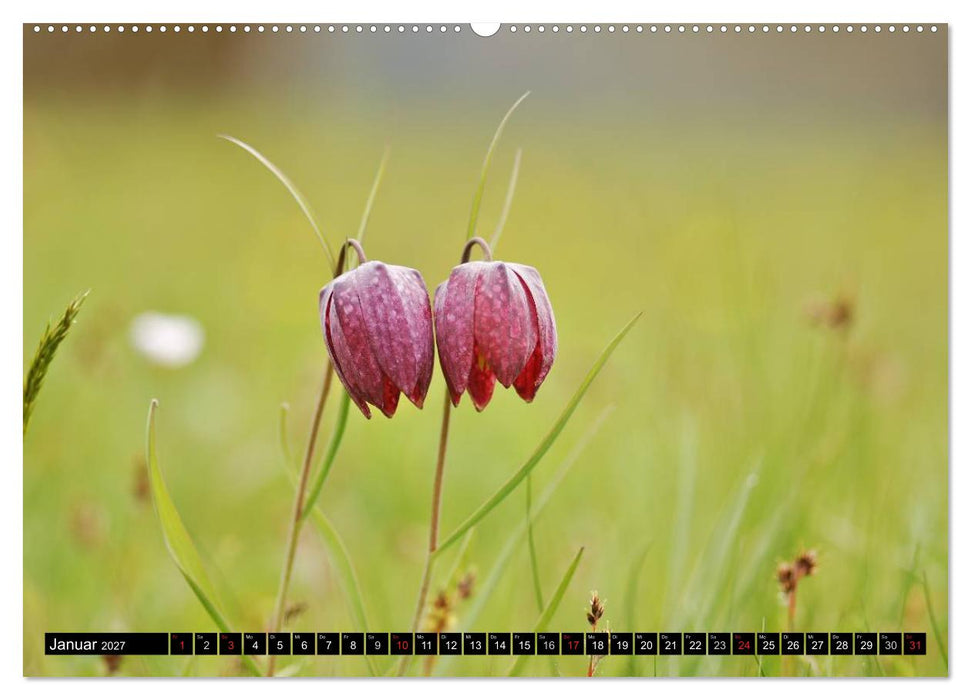 Die Schachbrettblume (CALVENDO Wandkalender 2027)