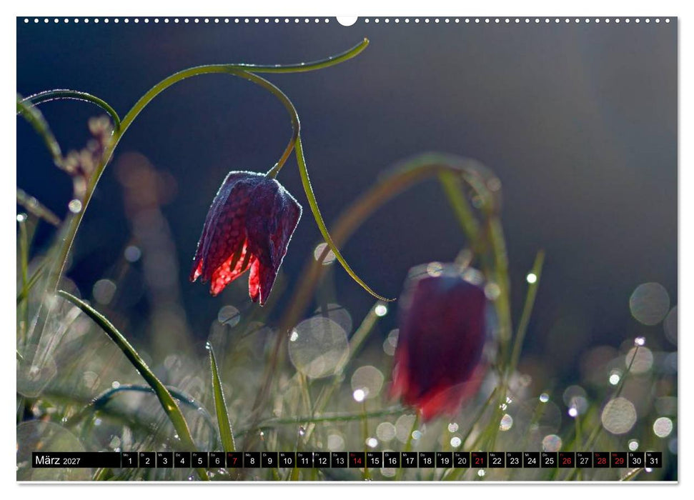 Die Schachbrettblume (CALVENDO Wandkalender 2027)