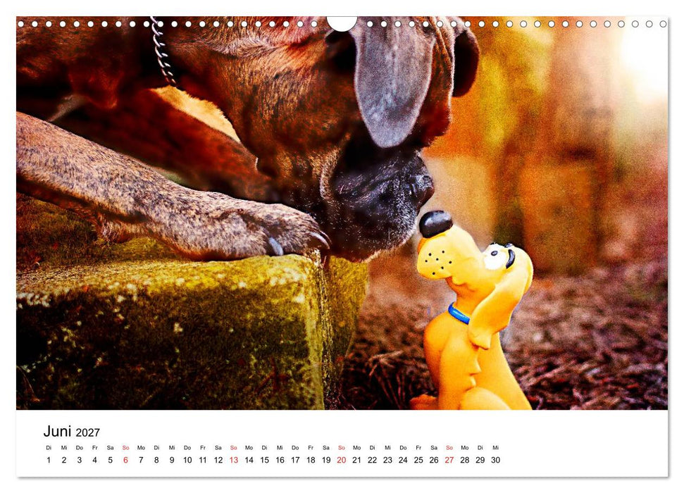 Deutscher Boxer (CALVENDO Wandkalender 2027)