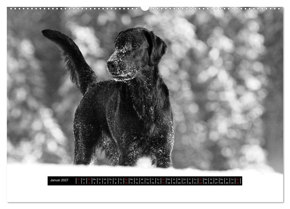 Flatcoated Retriever Black Edition (CALVENDO Premium Wandkalender 2027)