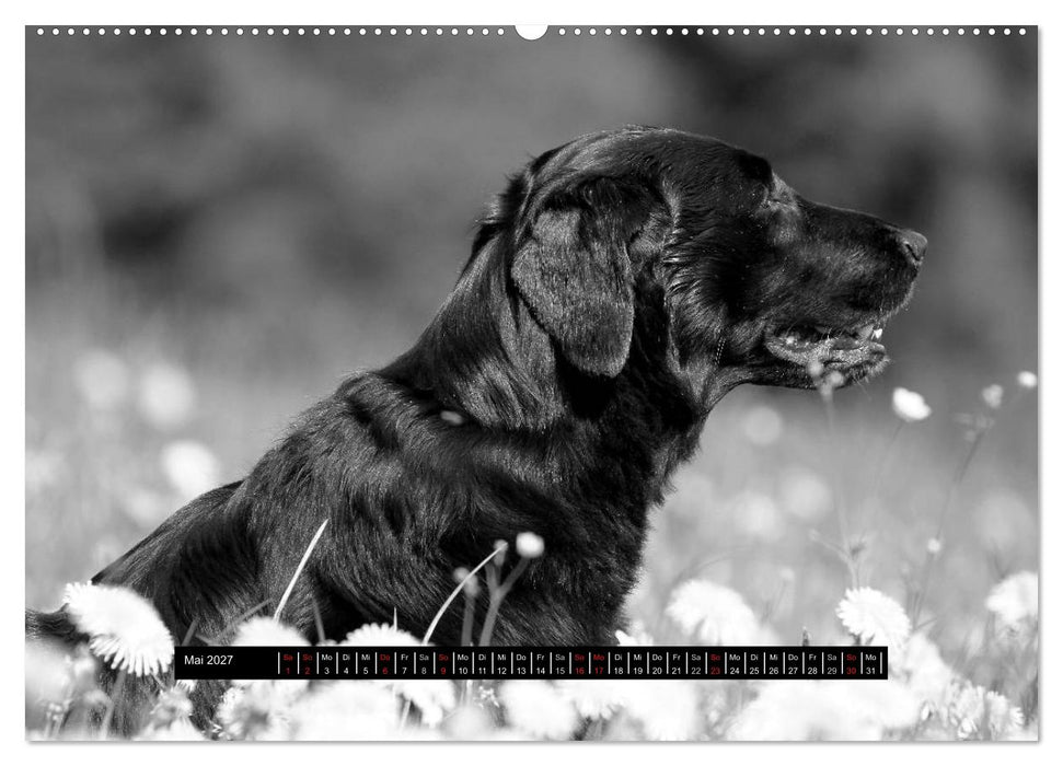 Flatcoated Retriever Black Edition (CALVENDO Premium Wandkalender 2027)