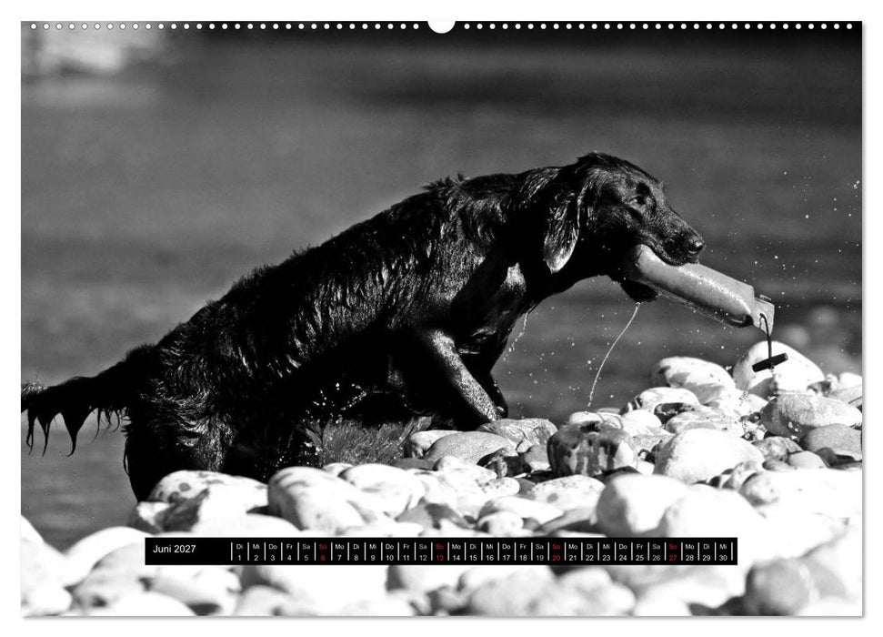 Flatcoated Retriever Black Edition (CALVENDO Premium Wandkalender 2027)