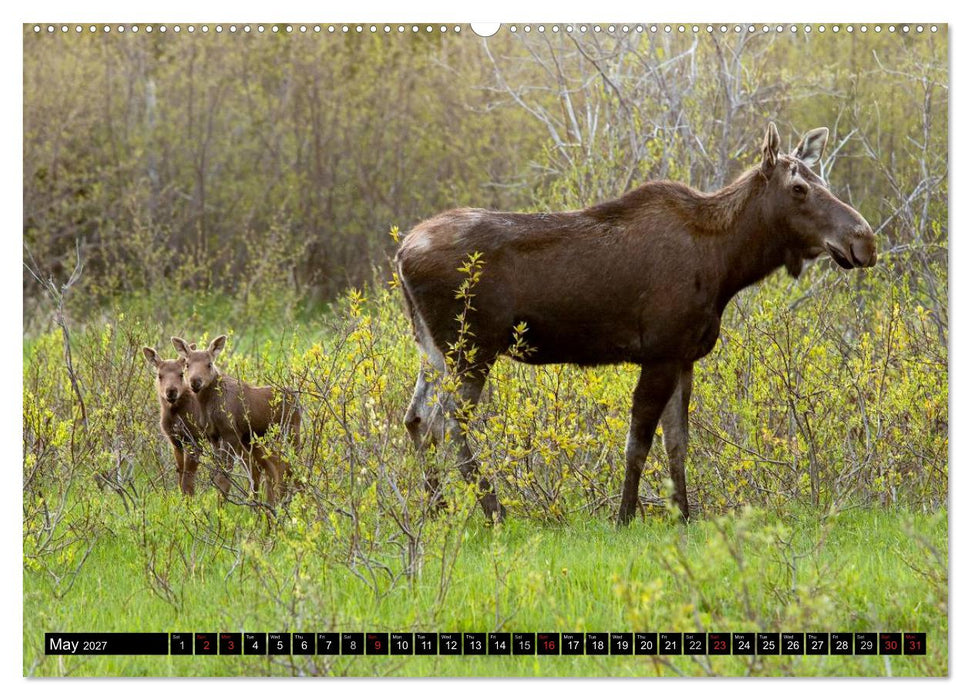 MOOSE Of The Northern Woods (CALVENDO Premium-Calendar 2027)