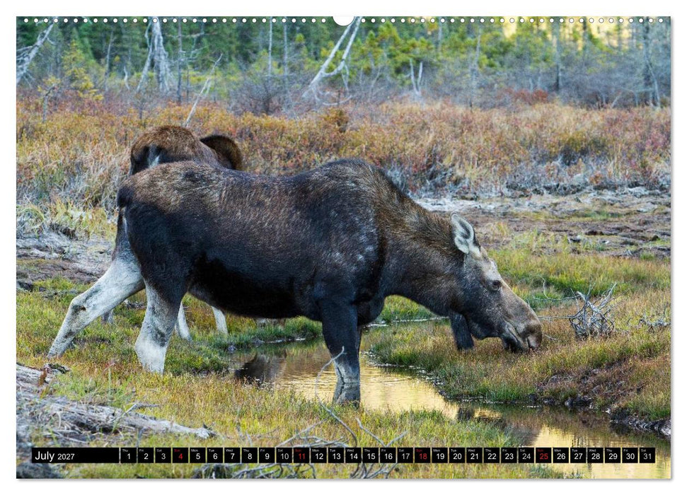 MOOSE Of The Northern Woods (CALVENDO Premium-Calendar 2027)