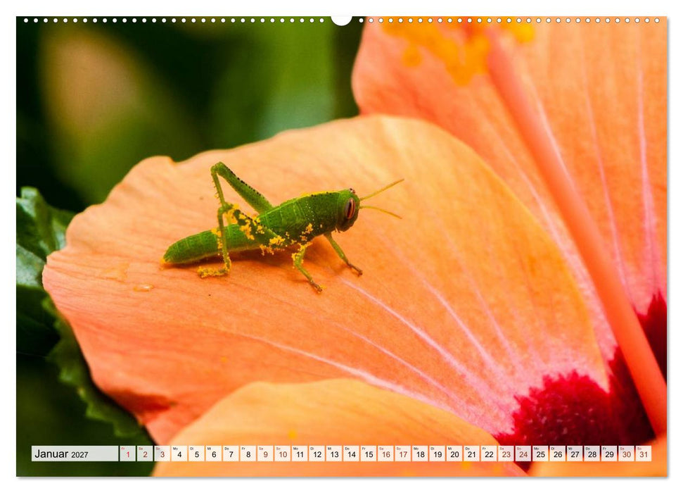 INSEKTEN GANZ NAHE (CALVENDO Premium Wandkalender 2027)