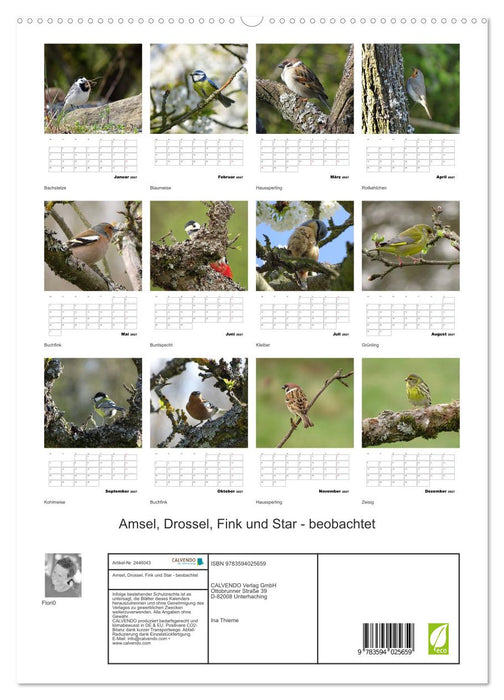 Amsel, Drossel, Fink und Star - beobachtet (CALVENDO Premium Wandkalender 2027)