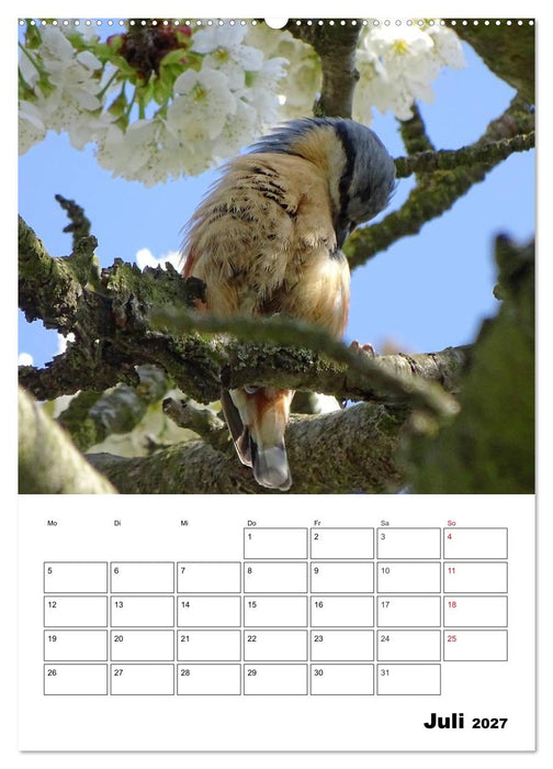 Amsel, Drossel, Fink und Star - beobachtet (CALVENDO Premium Wandkalender 2027)