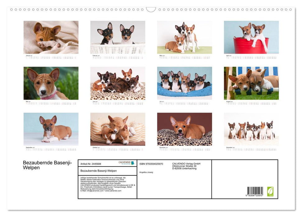 Bezaubernde Basenji-Welpen (CALVENDO Wandkalender 2027)