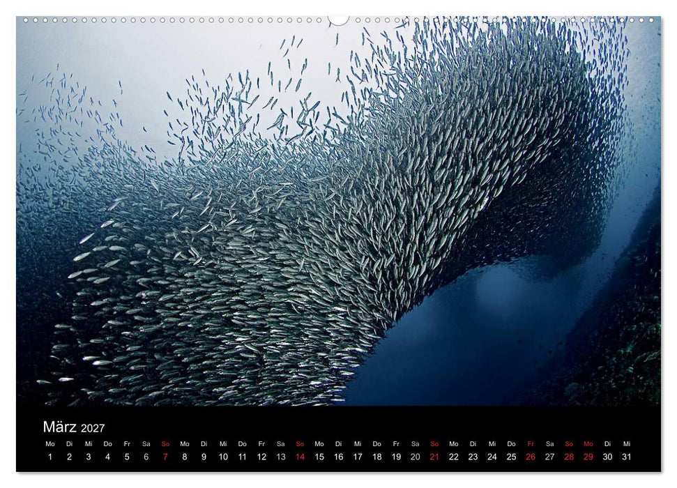 Fischschwärme (CALVENDO Premium Wandkalender 2027)