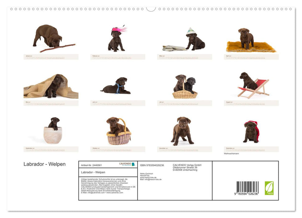 Labrador - Welpen (CALVENDO Premium Wandkalender 2027)