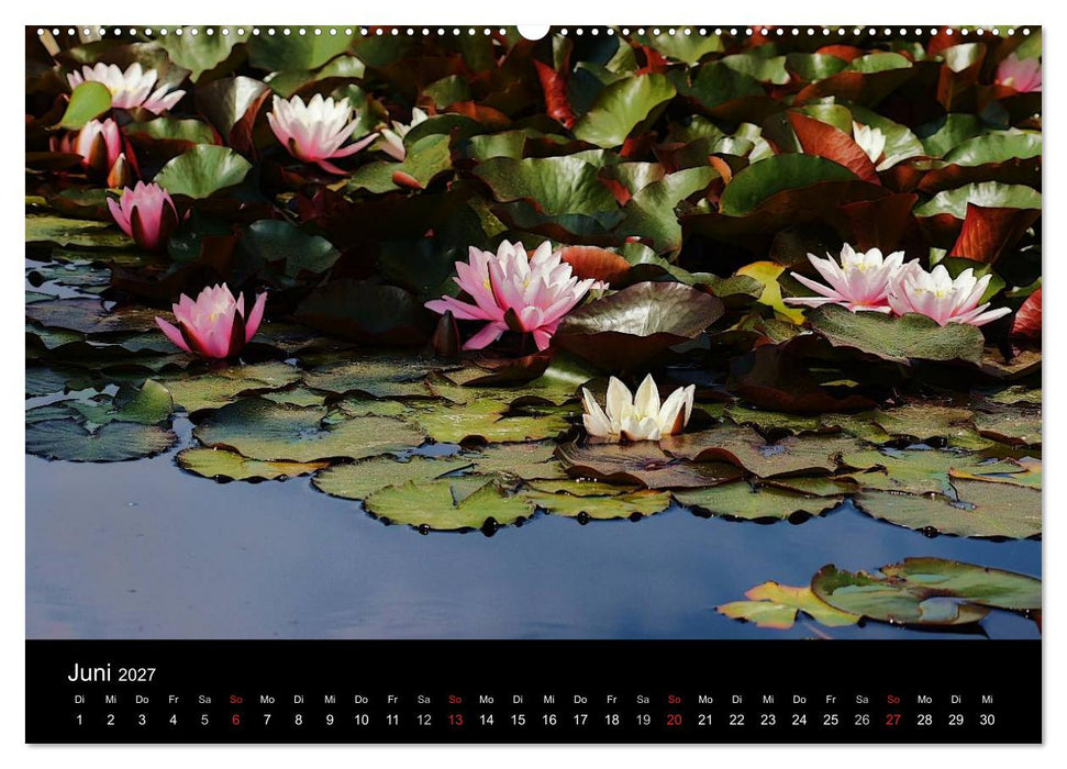 Wilde Blüten-Träume (CALVENDO Premium Wandkalender 2027)