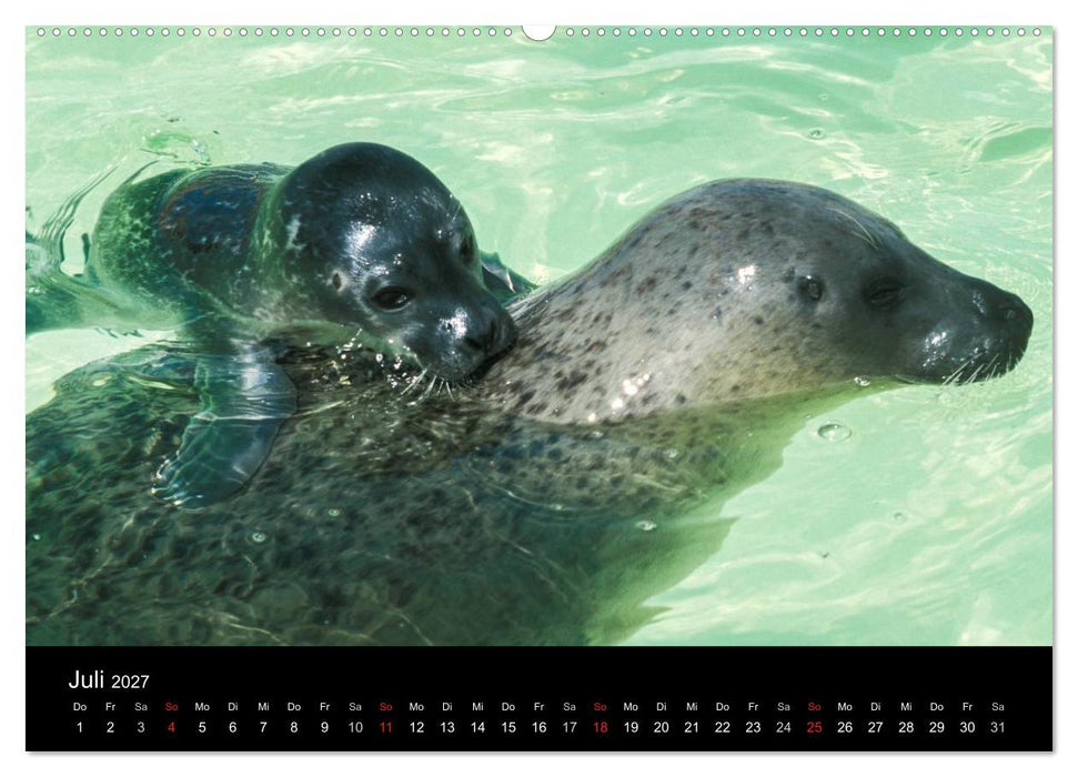 Faszination Kegelrobben und Seehunde 2027 (CALVENDO Premium Wandkalender 2027)