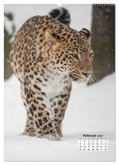 Emotionale Momente: Raubkatzen - die schnellen Jäger. (CALVENDO Premium Wandkalender 2027)