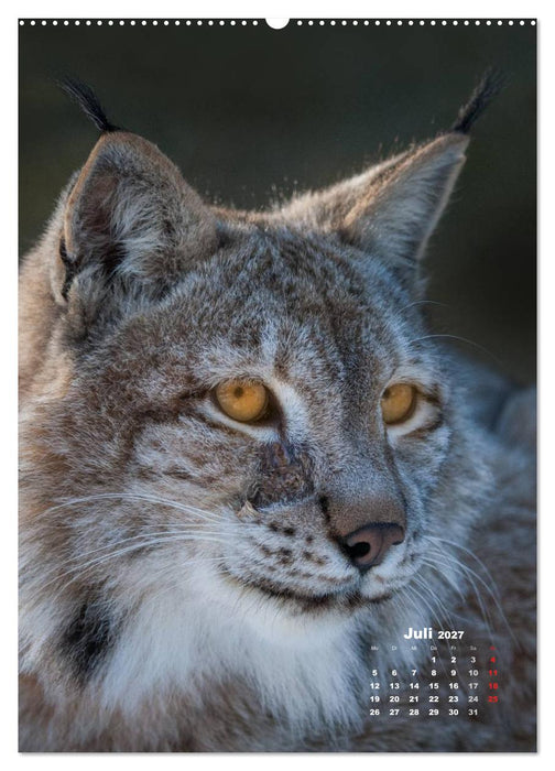 Emotionale Momente: Raubkatzen - die schnellen Jäger. (CALVENDO Premium Wandkalender 2027)