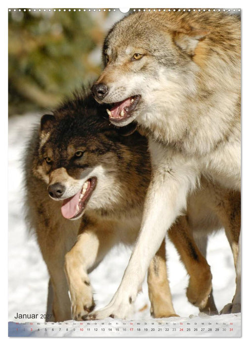 Emotionale Momente: Der Wolf. (CALVENDO Premium Wandkalender 2027)