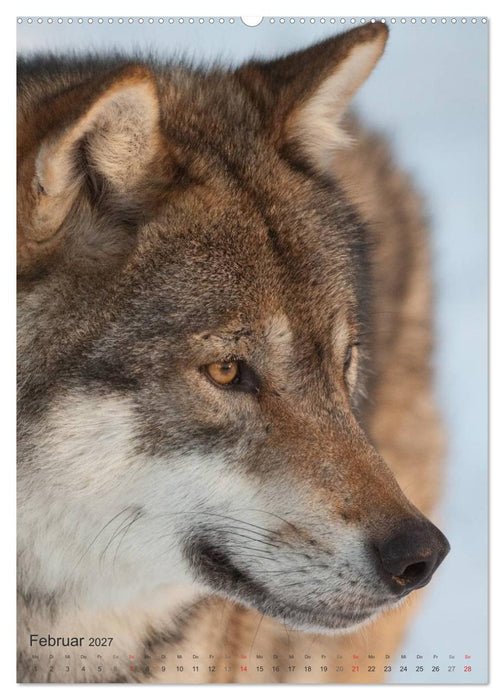 Emotionale Momente: Der Wolf. (CALVENDO Premium Wandkalender 2027)