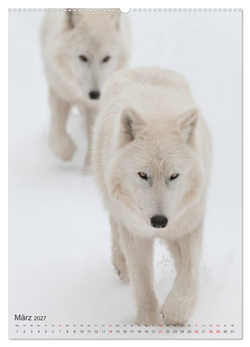 Emotionale Momente: Der Wolf. (CALVENDO Premium Wandkalender 2027)