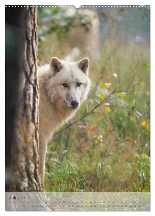 Emotionale Momente: Der Wolf. (CALVENDO Premium Wandkalender 2027)