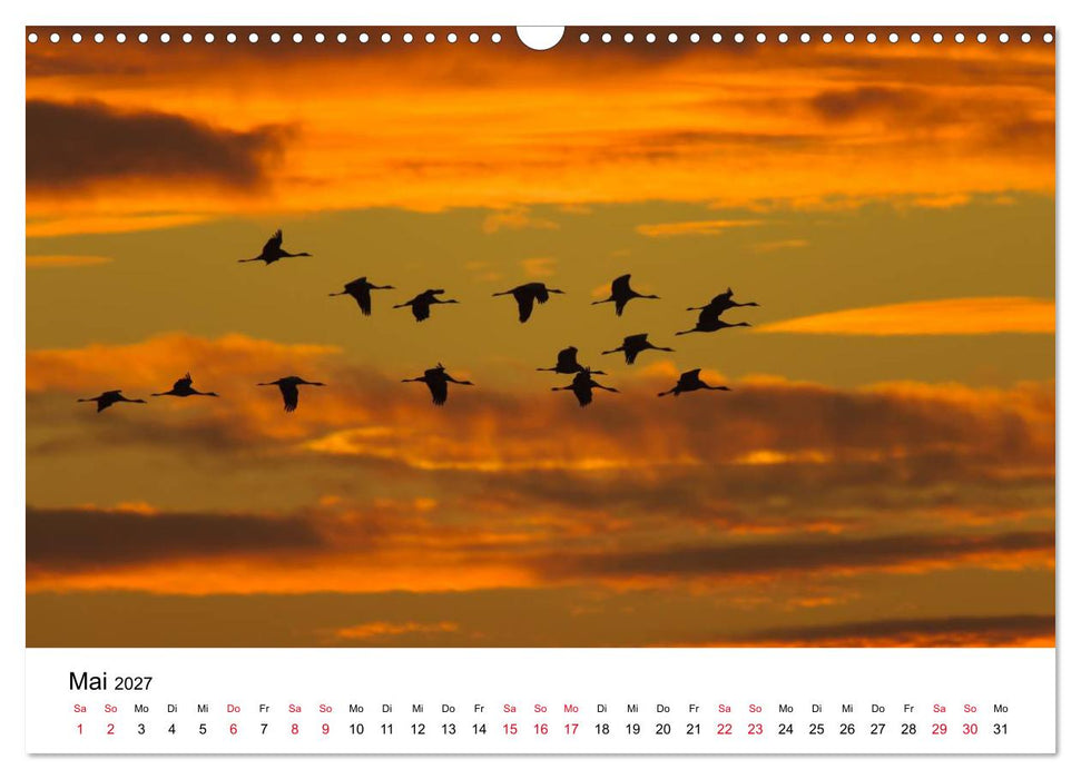 Zug der Kraniche (CALVENDO Wandkalender 2027)