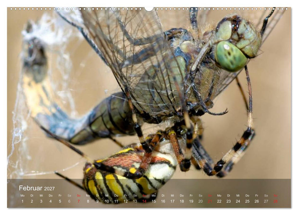 Faszination Spinnen (CALVENDO Premium Wandkalender 2027)