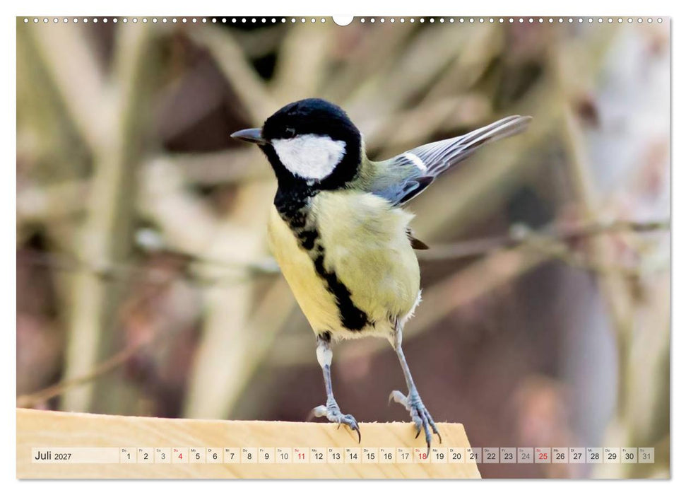 NATUR PUR Heimische Singvögel (CALVENDO Premium Wandkalender 2027)