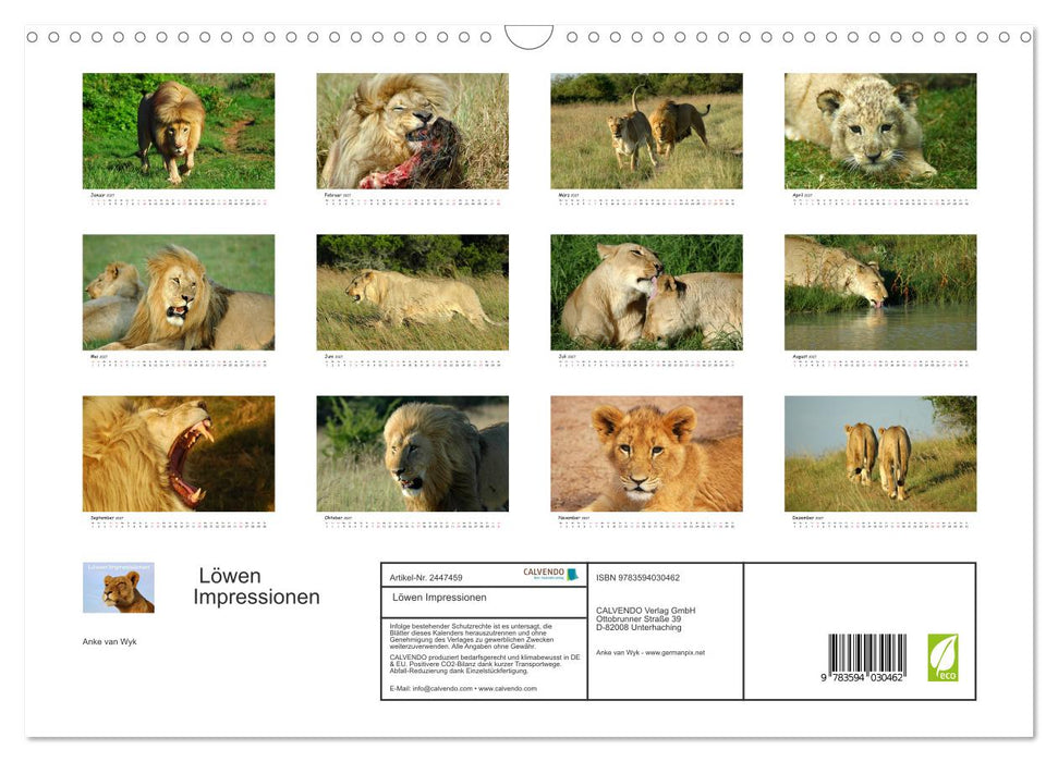 Löwen Impressionen (CALVENDO Wandkalender 2027)
