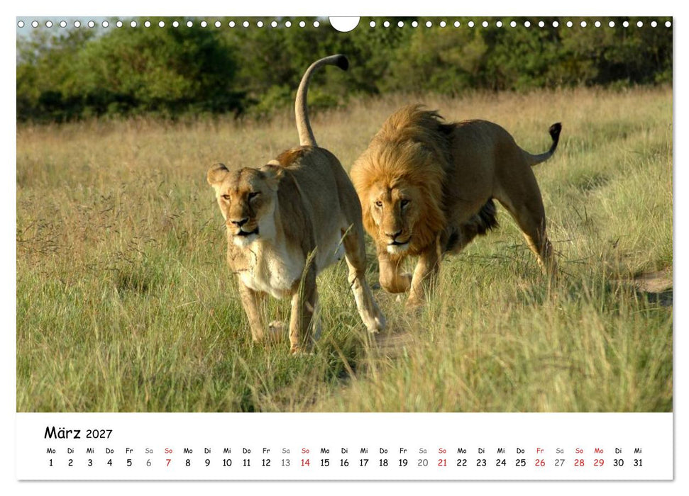 Löwen Impressionen (CALVENDO Wandkalender 2027)