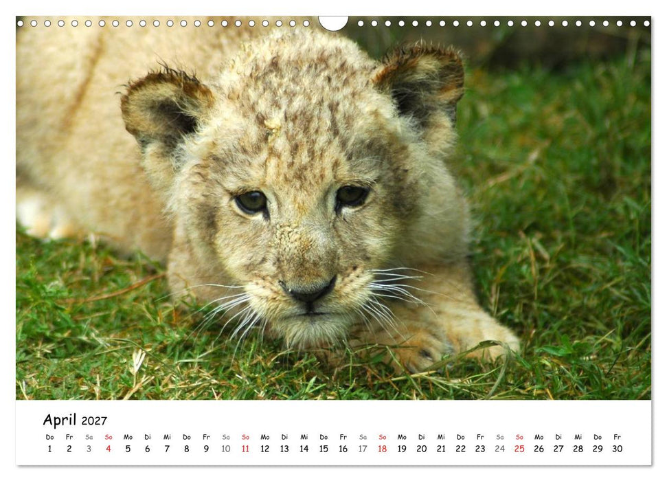 Löwen Impressionen (CALVENDO Wandkalender 2027)