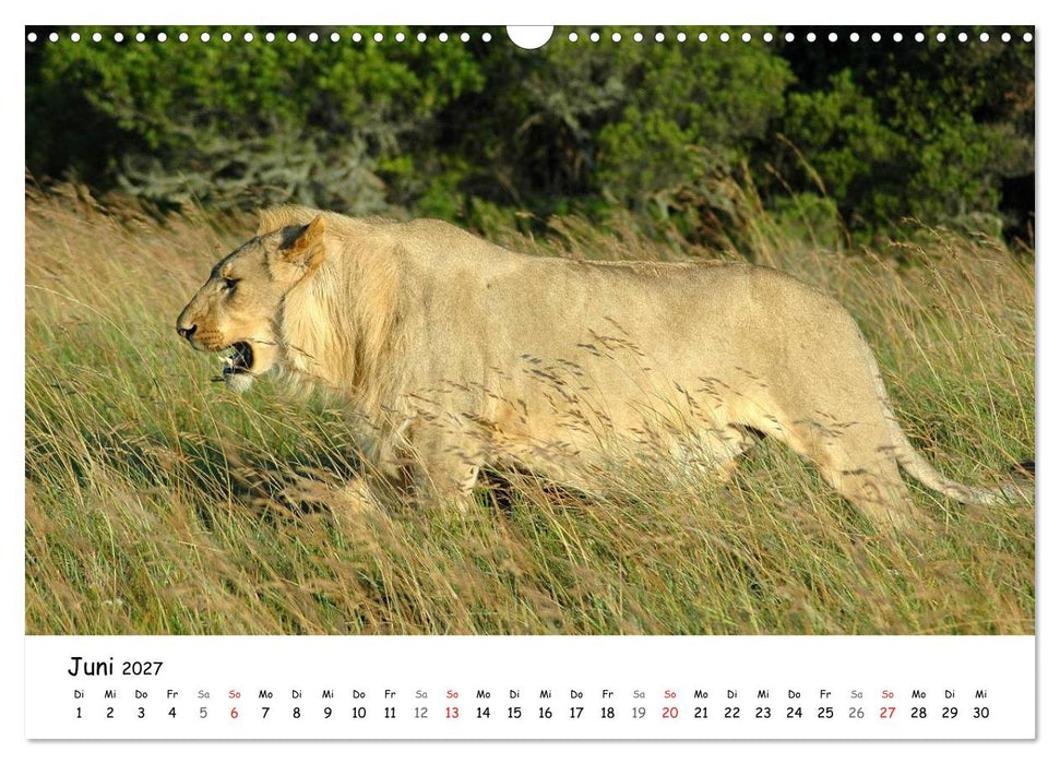 Löwen Impressionen (CALVENDO Wandkalender 2027)