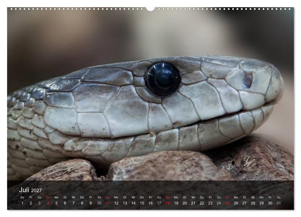 Giftschlangen (CALVENDO Premium Wandkalender 2027)
