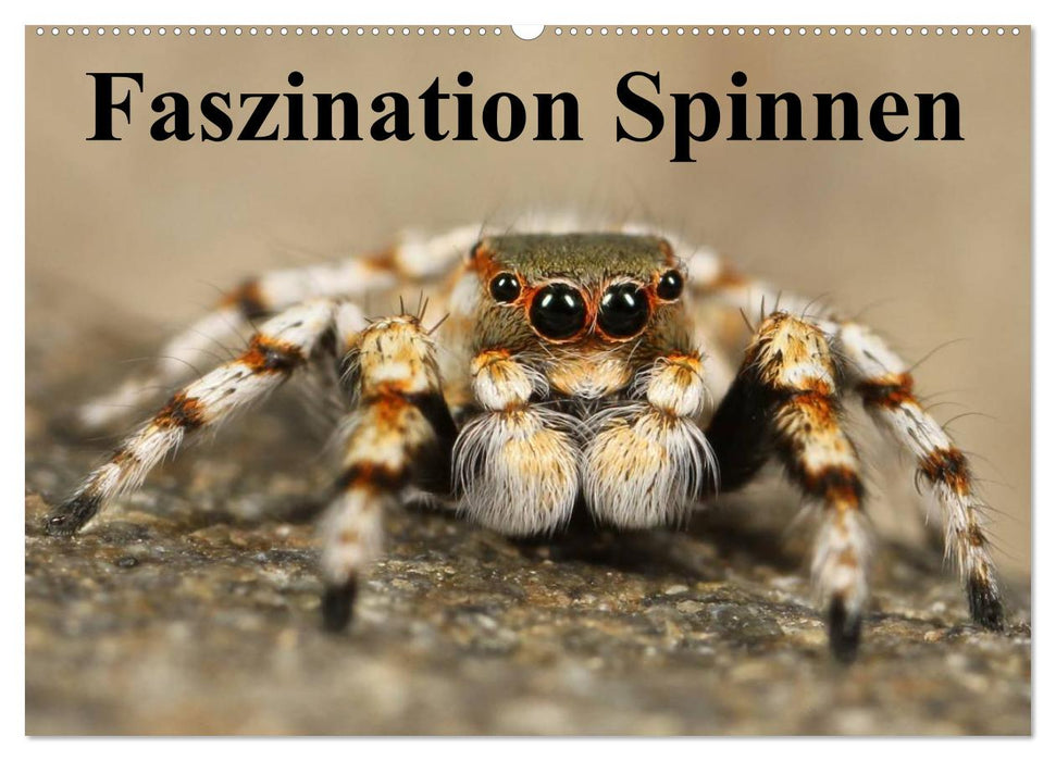 Faszination Spinnen (CALVENDO Wandkalender 2027)