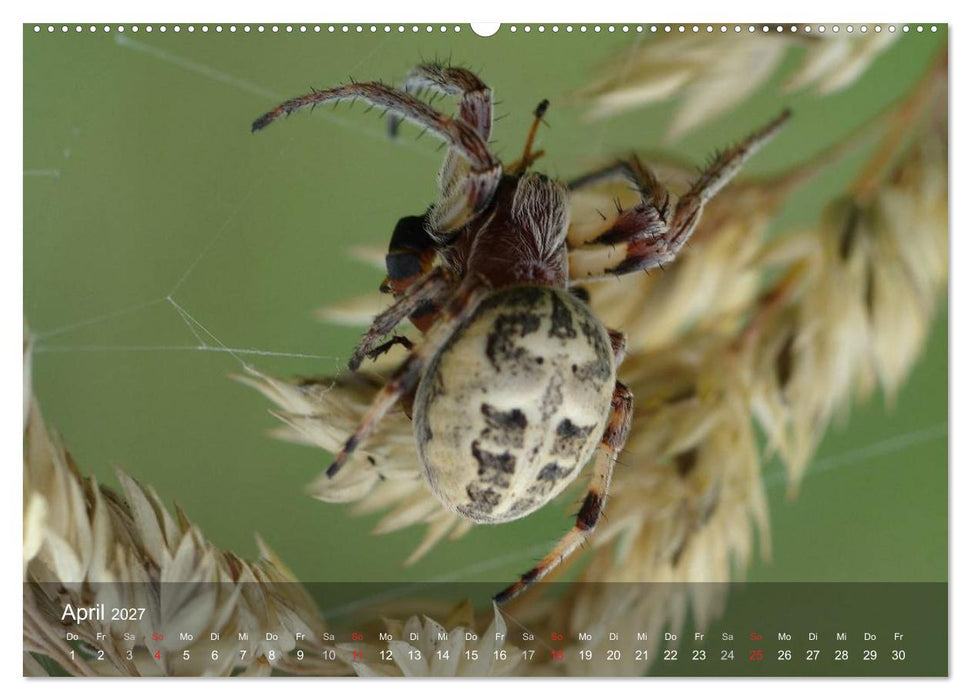Faszination Spinnen (CALVENDO Wandkalender 2027)