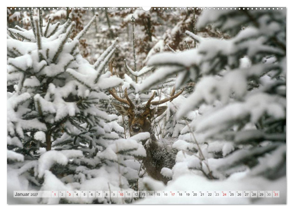 Emotionale Momente: Das Damwild. (CALVENDO Wandkalender 2027)