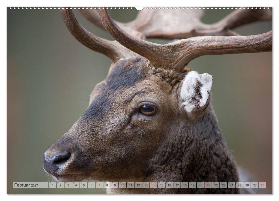 Emotionale Momente: Das Damwild. (CALVENDO Wandkalender 2027)