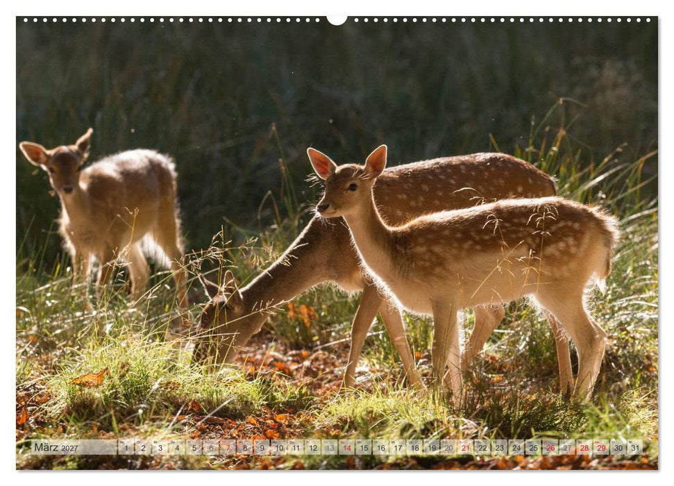 Emotionale Momente: Das Damwild. (CALVENDO Wandkalender 2027)