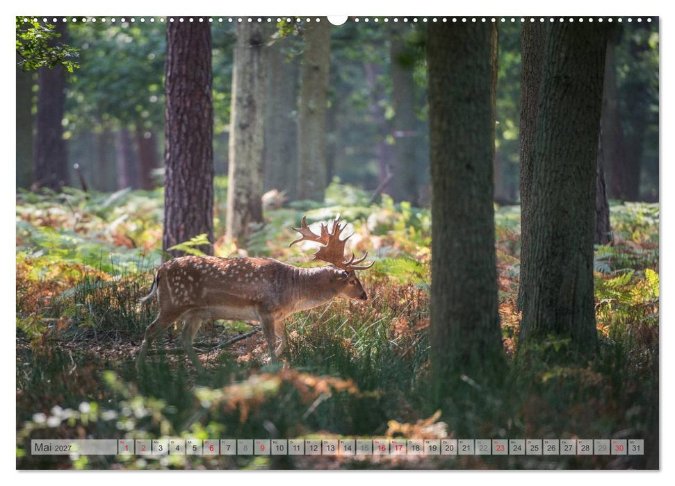 Emotionale Momente: Das Damwild. (CALVENDO Wandkalender 2027)