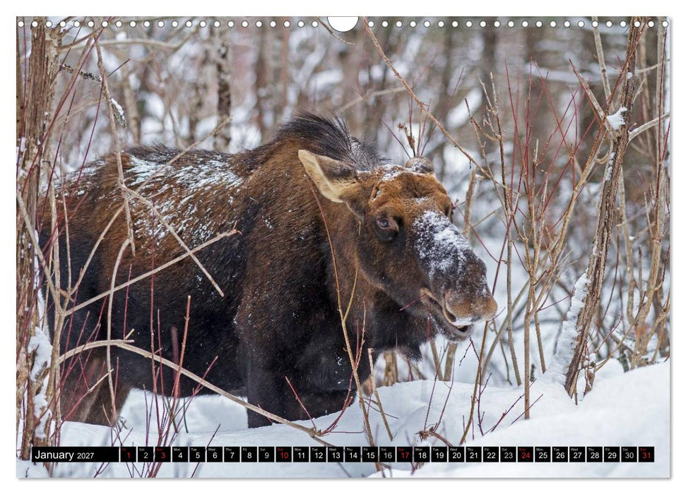 MOOSE Of The Northern Woods (CALVENDO Monthly Calendar 2027)