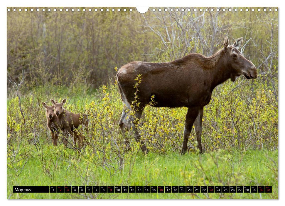 MOOSE Of The Northern Woods (CALVENDO Monthly Calendar 2027)
