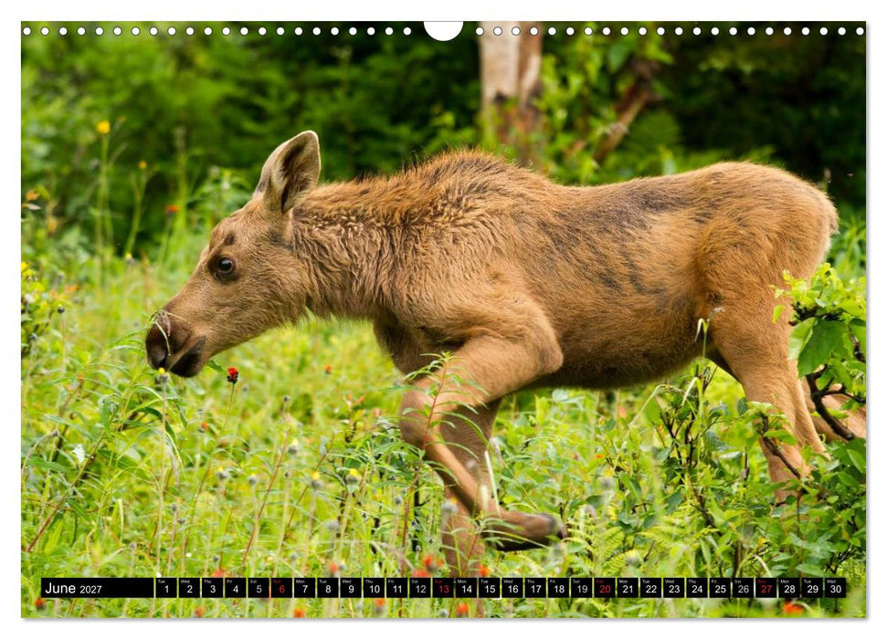MOOSE Of The Northern Woods (CALVENDO Monthly Calendar 2027)