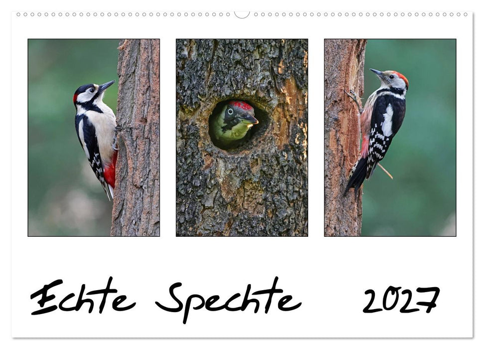 Echte Spechte (CALVENDO Wandkalender 2027)