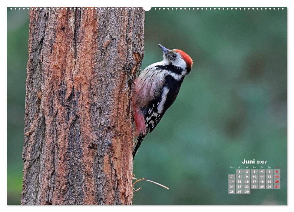 Echte Spechte (CALVENDO Wandkalender 2027)