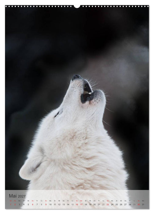 Emotionale Momente: Der Wolf. (CALVENDO Wandkalender 2027)