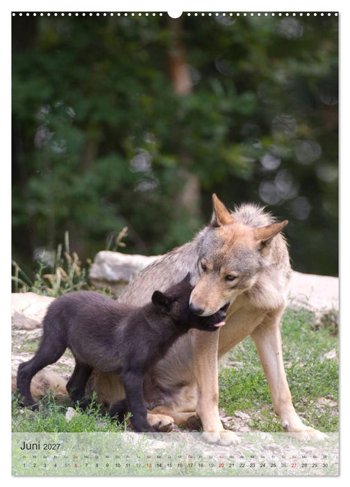 Emotionale Momente: Der Wolf. (CALVENDO Wandkalender 2027)