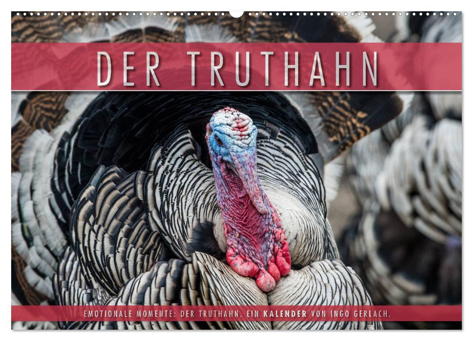 Emotionale Momente: Der Truthahn. (CALVENDO Wandkalender 2027)