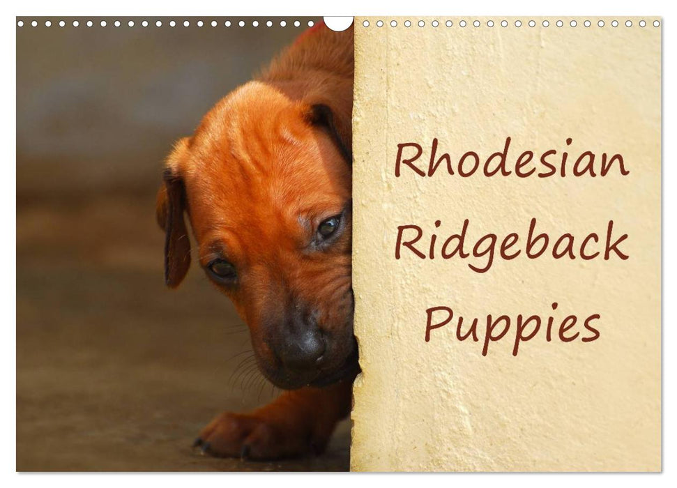 Rhodesian Ridgeback Puppies (CALVENDO Monthly Calendar 2027)