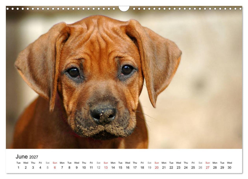 Rhodesian Ridgeback Puppies (CALVENDO Monthly Calendar 2027)