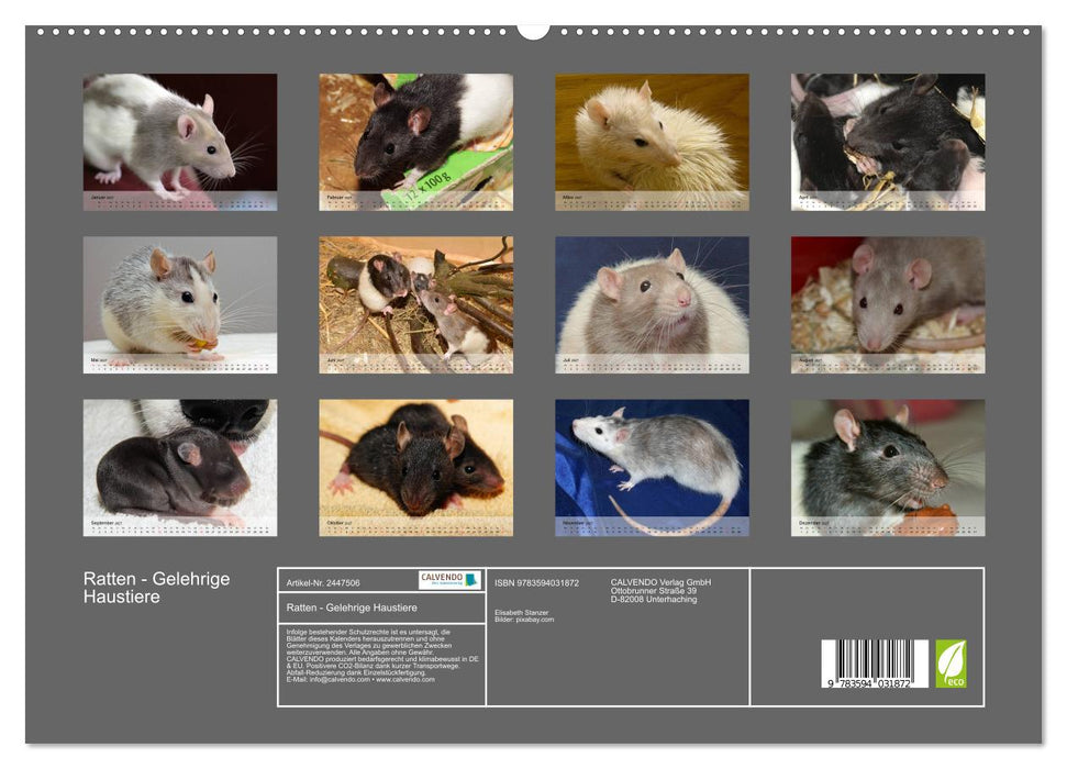 Ratten - Gelehrige Haustiere (CALVENDO Premium Wandkalender 2027)