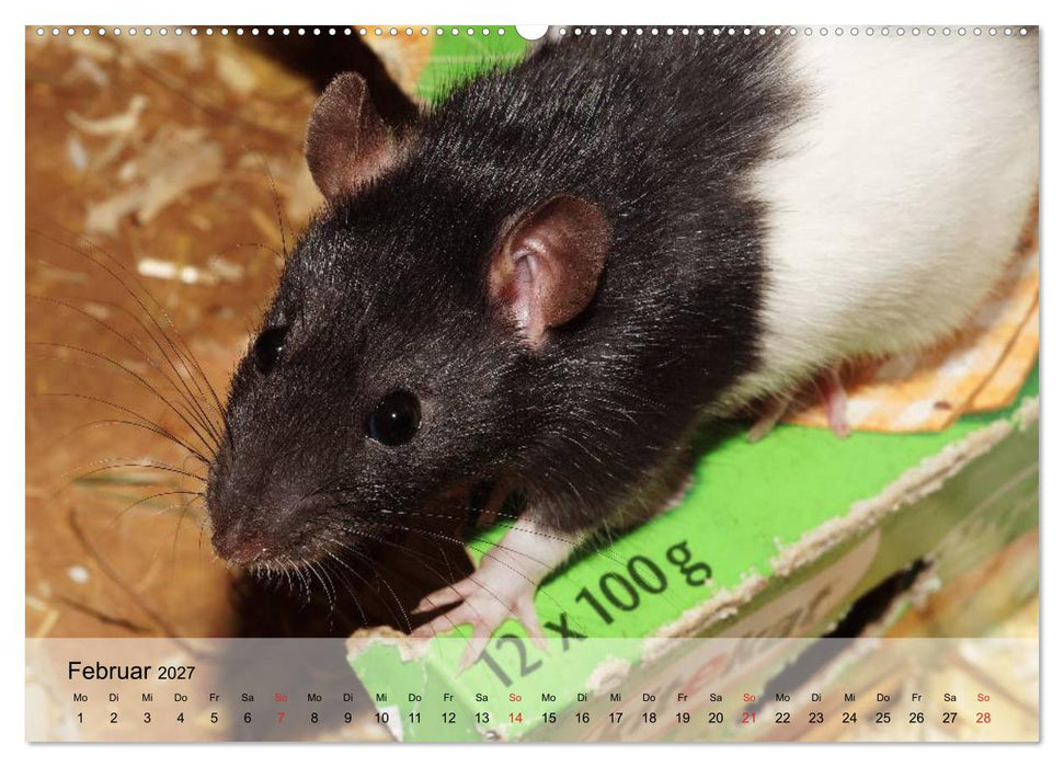 Ratten - Gelehrige Haustiere (CALVENDO Premium Wandkalender 2027)