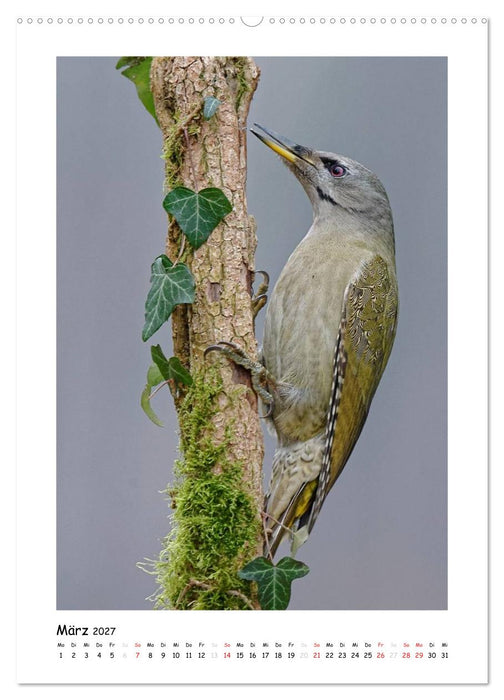 Spechte (CALVENDO Premium Wandkalender 2027)