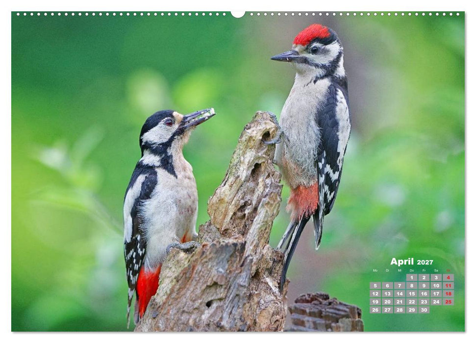 Echte Spechte (CALVENDO Premium Wandkalender 2027)